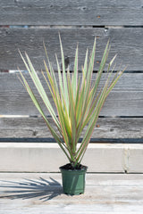 Dracaena marginata 'Bi-Color' in grow pot in front of grey wood background