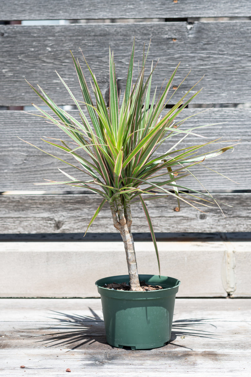 Dracaena marginata 'Bi-Color' 6" in grow pot in front of grey wood background