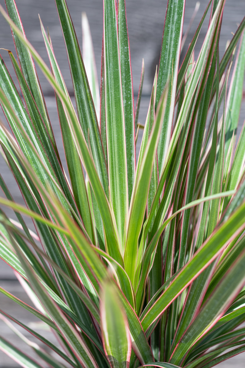 Close up of Dracaena marginata 'Bi-Color' leaves