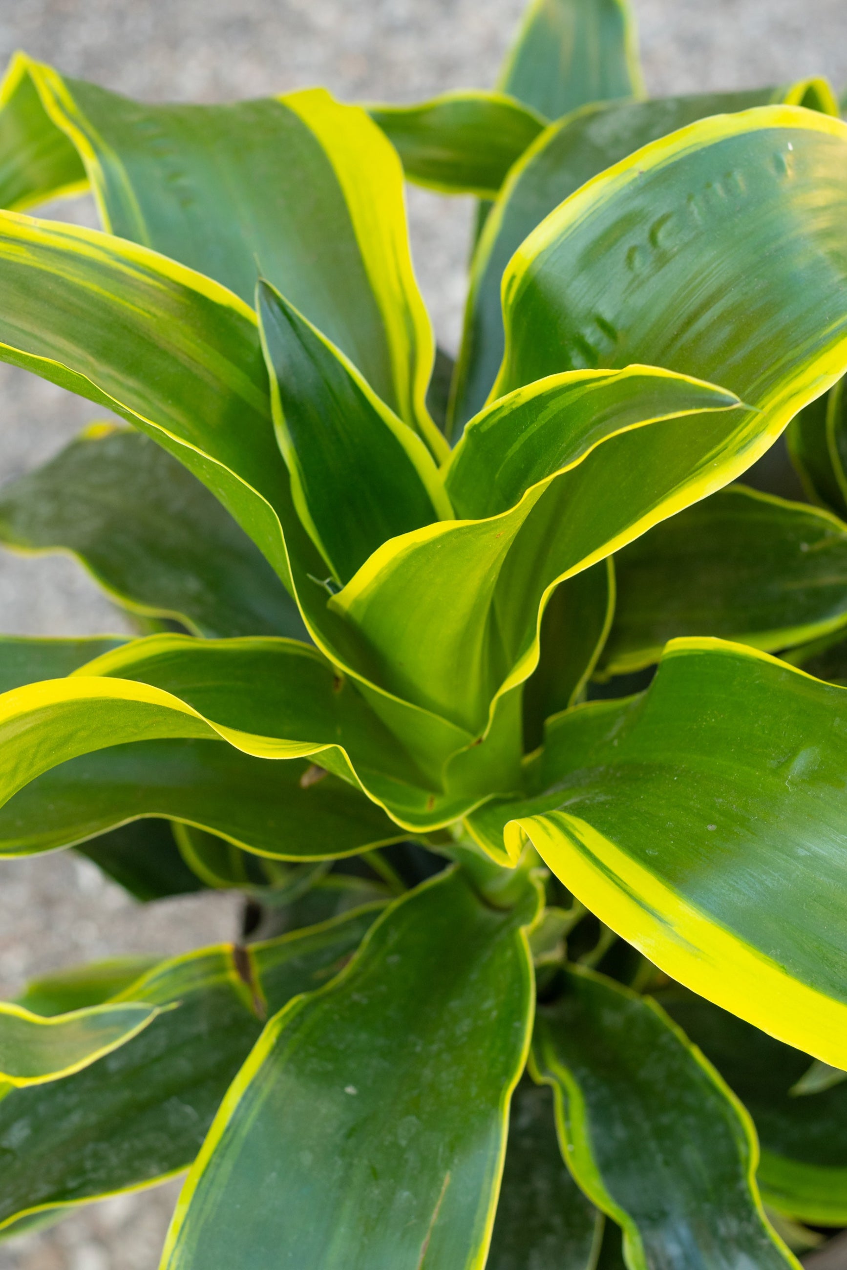 Close up of Dracaena deremensis 'Dorado' leaves ©Sprout Home