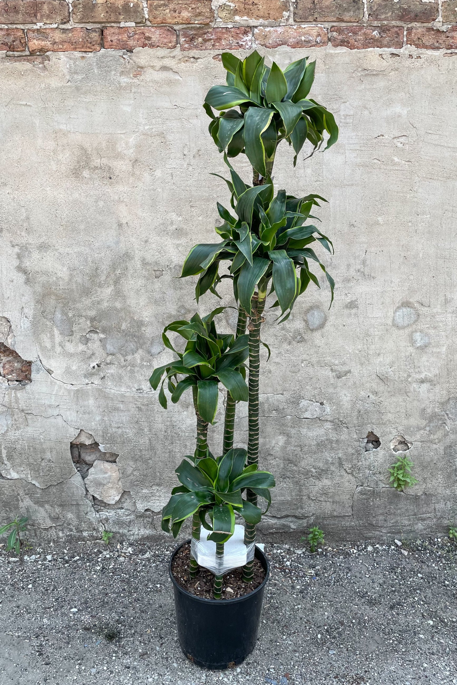 Dracaena dermensis 'Dorado' staggared cane in front of concrete wall ©Sprout Home