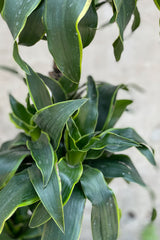 Close up of Dracaena dermensis 'Dorado' leaves