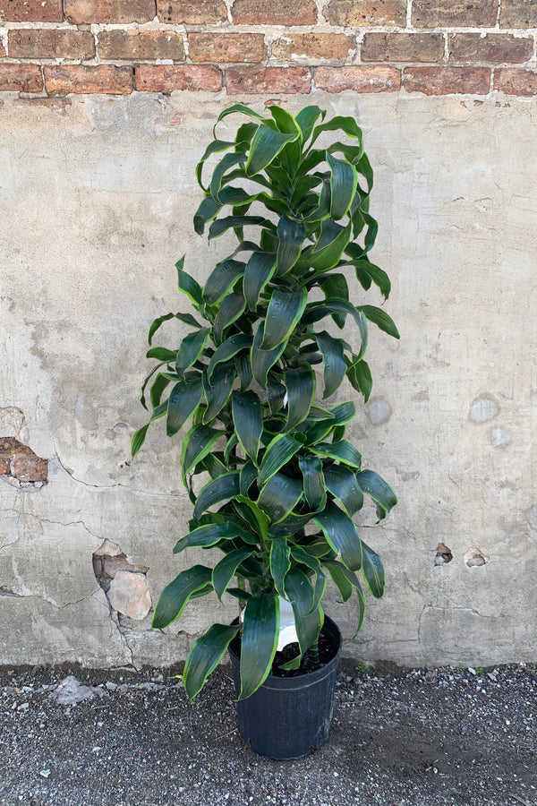 Dracaena deremensis 'Dorado' staggered cane in a 12 inch pot. 