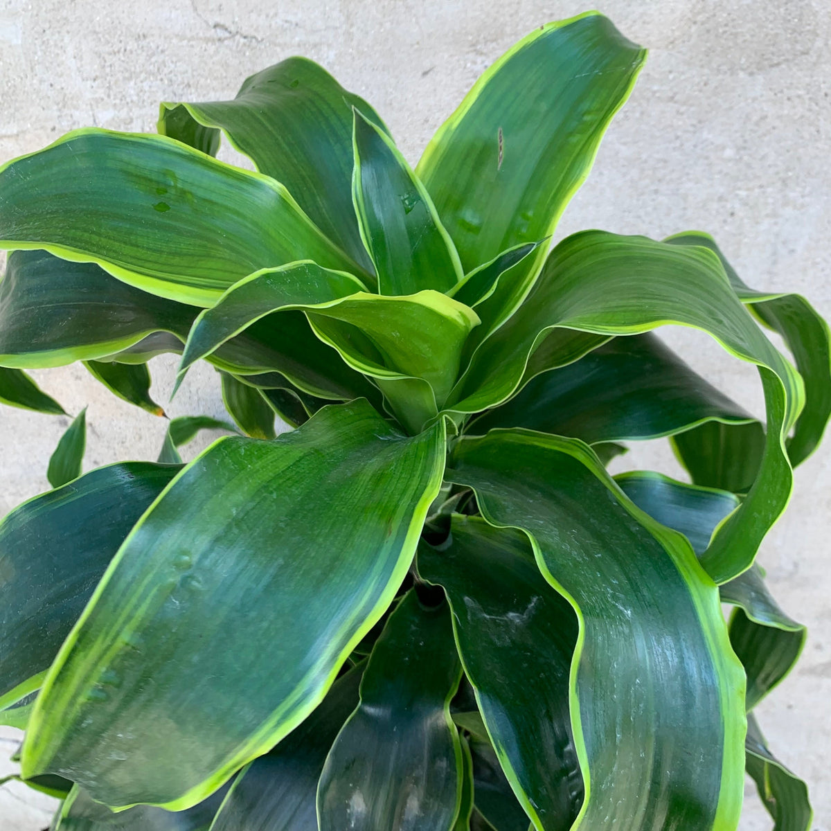 dracaena dorado cane Dracaena deremensis 'Dorado' staggered cane 12" at SPROUT HOME