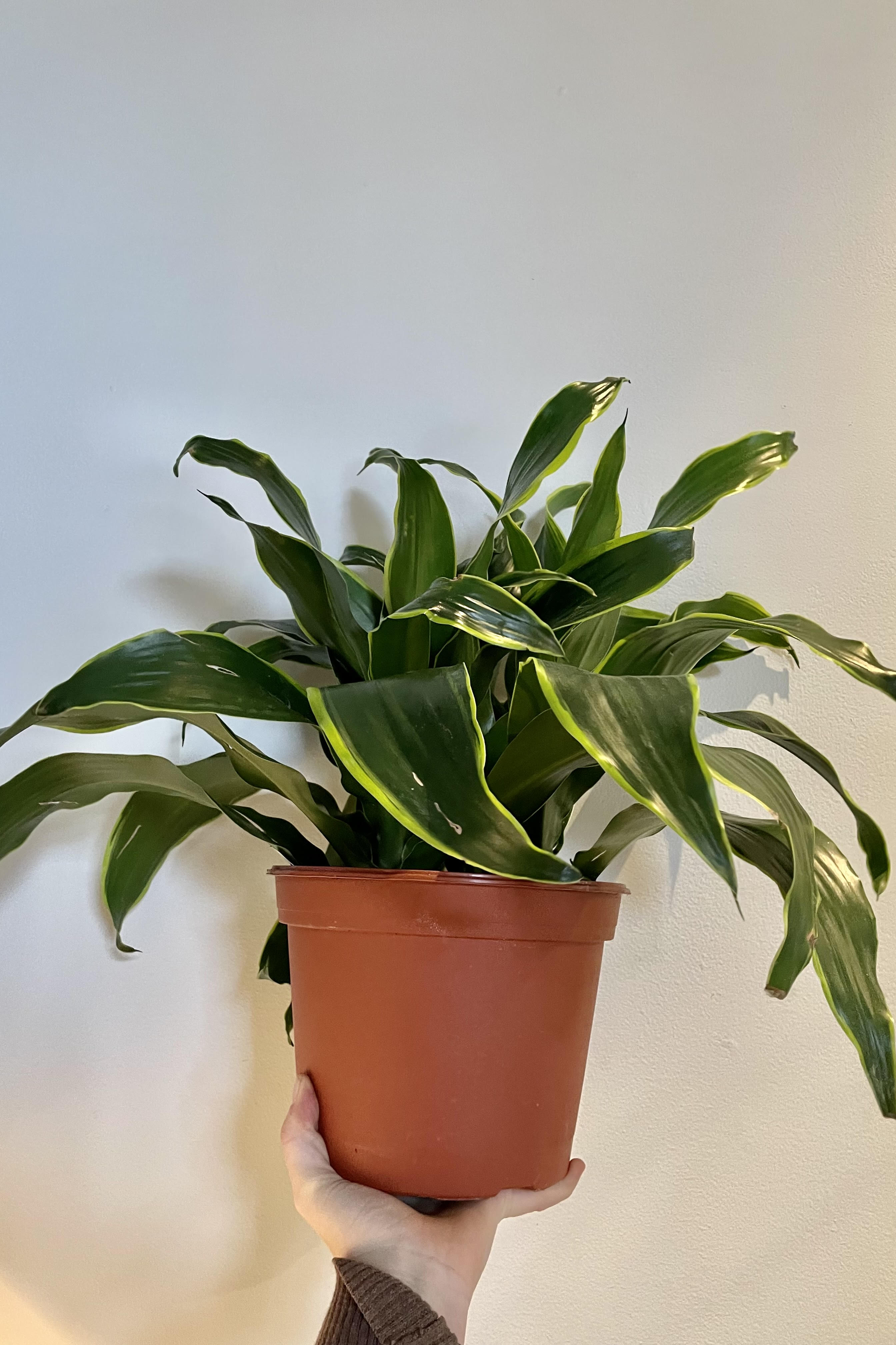 A hand holds the Dracaena deremensis 'Dorado' 8" against a white backdrop.