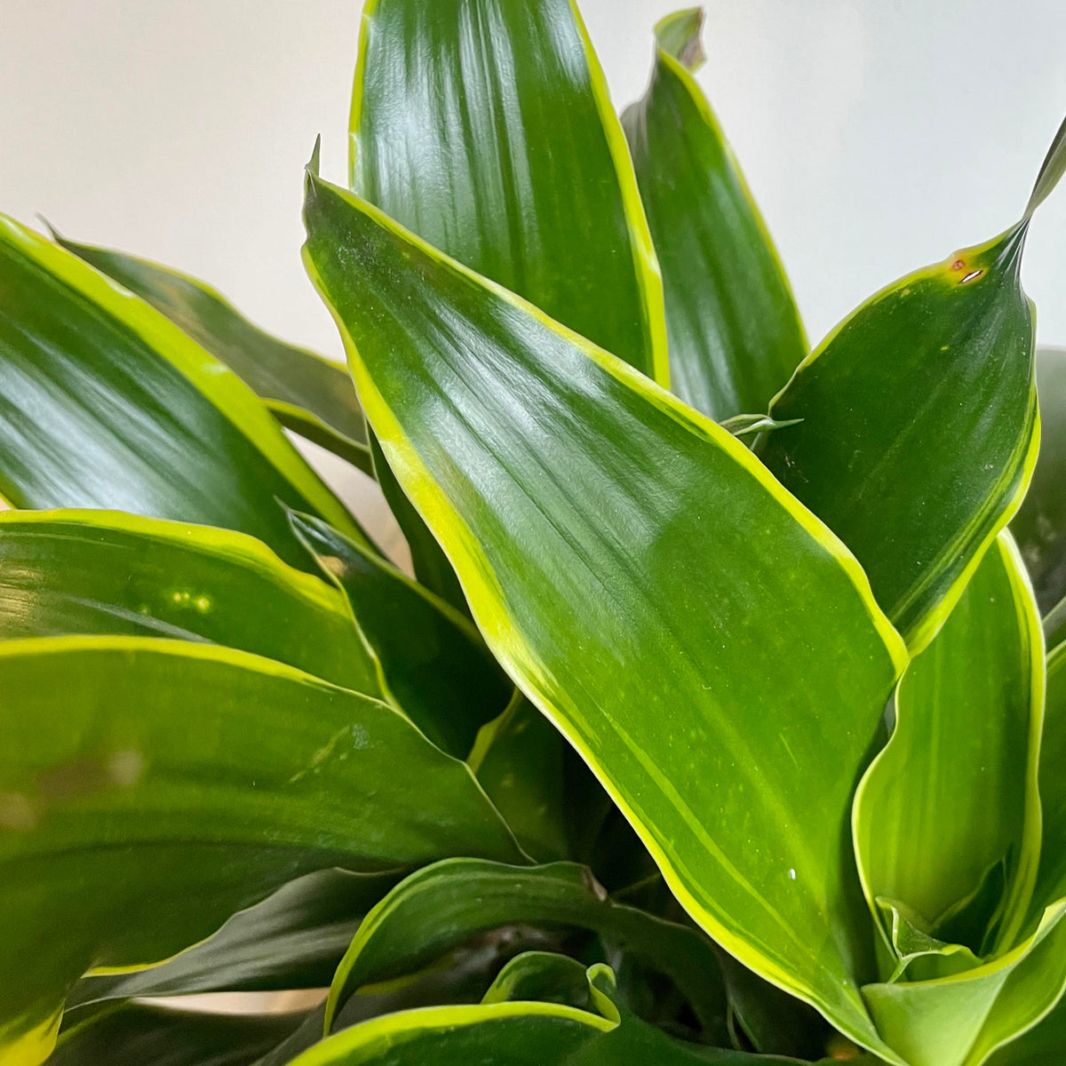 dracaena dorado soil Dracaena deremensis 'Dorado' 8" at SPROUT HOME