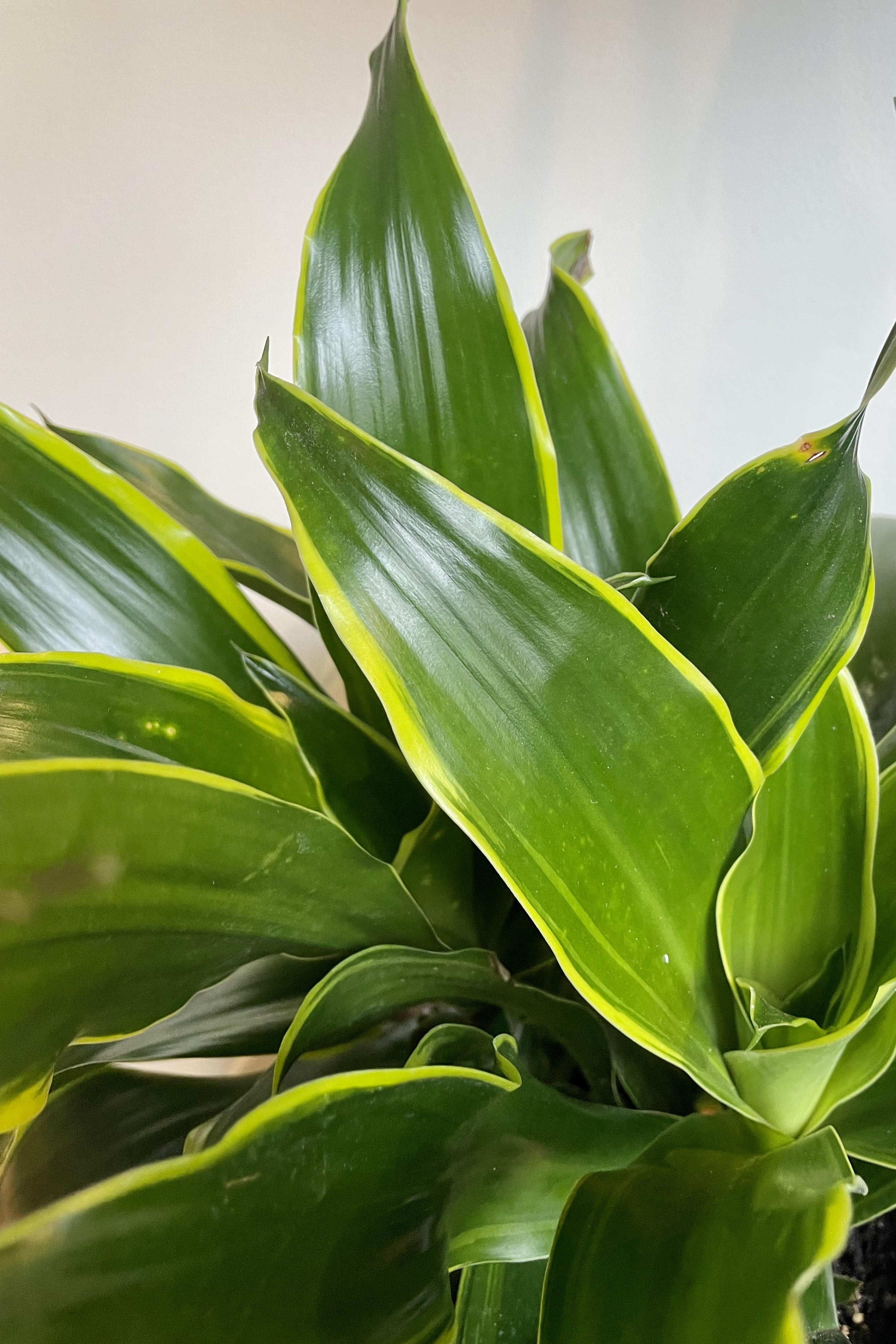 A detailed look at the Dracaena deremensis 'Dorado' 8". 