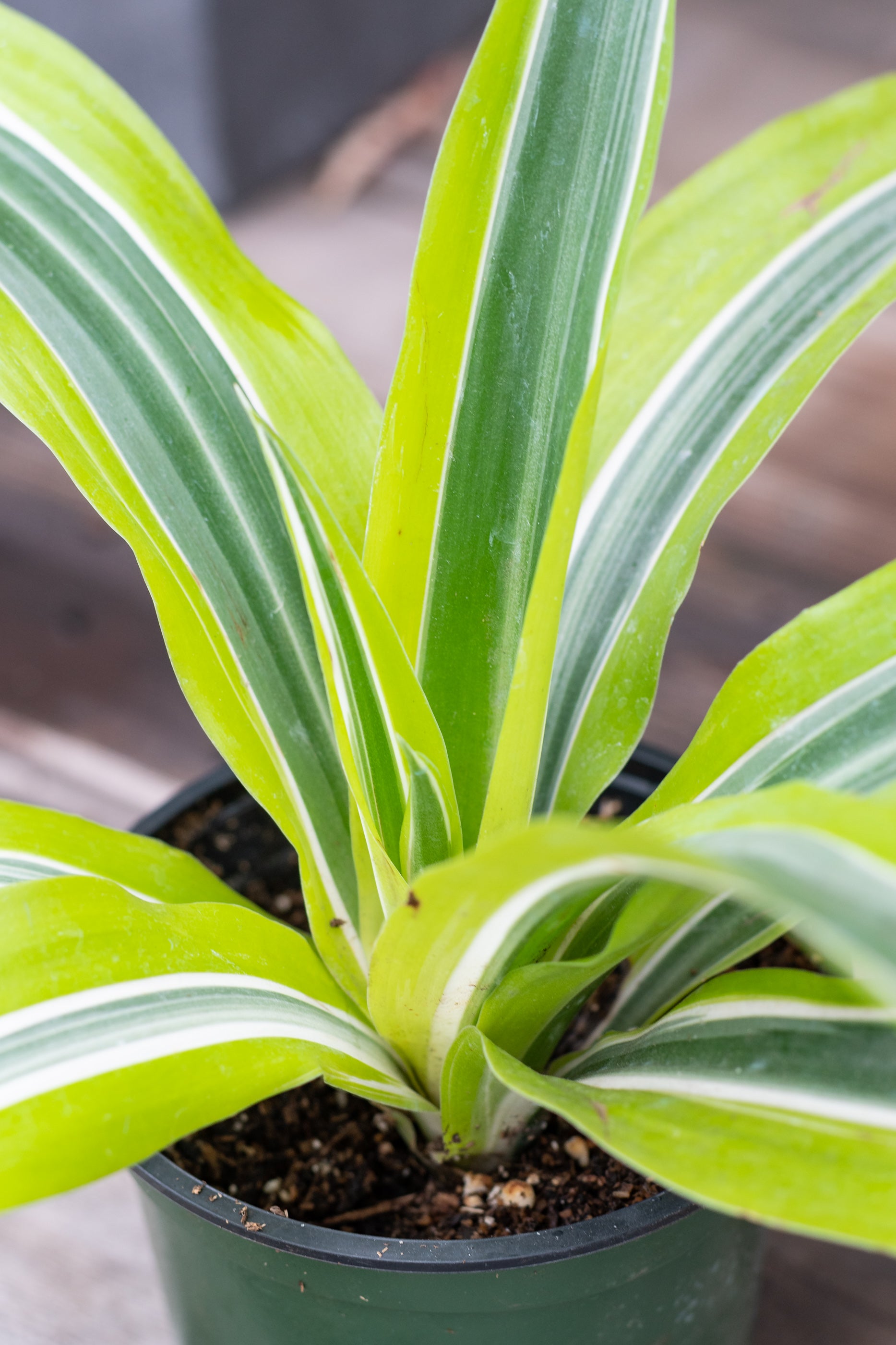 Close up of Dracaena deremensis 'Lemon Lime' leaves