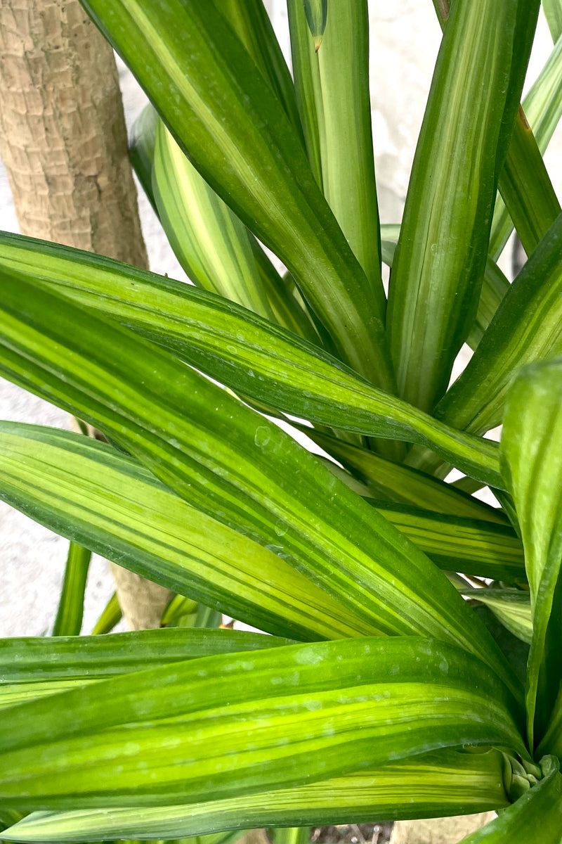 A close-up view of the leaves of the 12" Dracaena deremensis 'Rikki' cane against a concrete backdrop