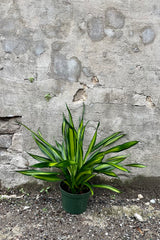 Dracaena deremensis 'Rikki' 6" green growers pot with  dark and bright variegated green leaves against a grey wall