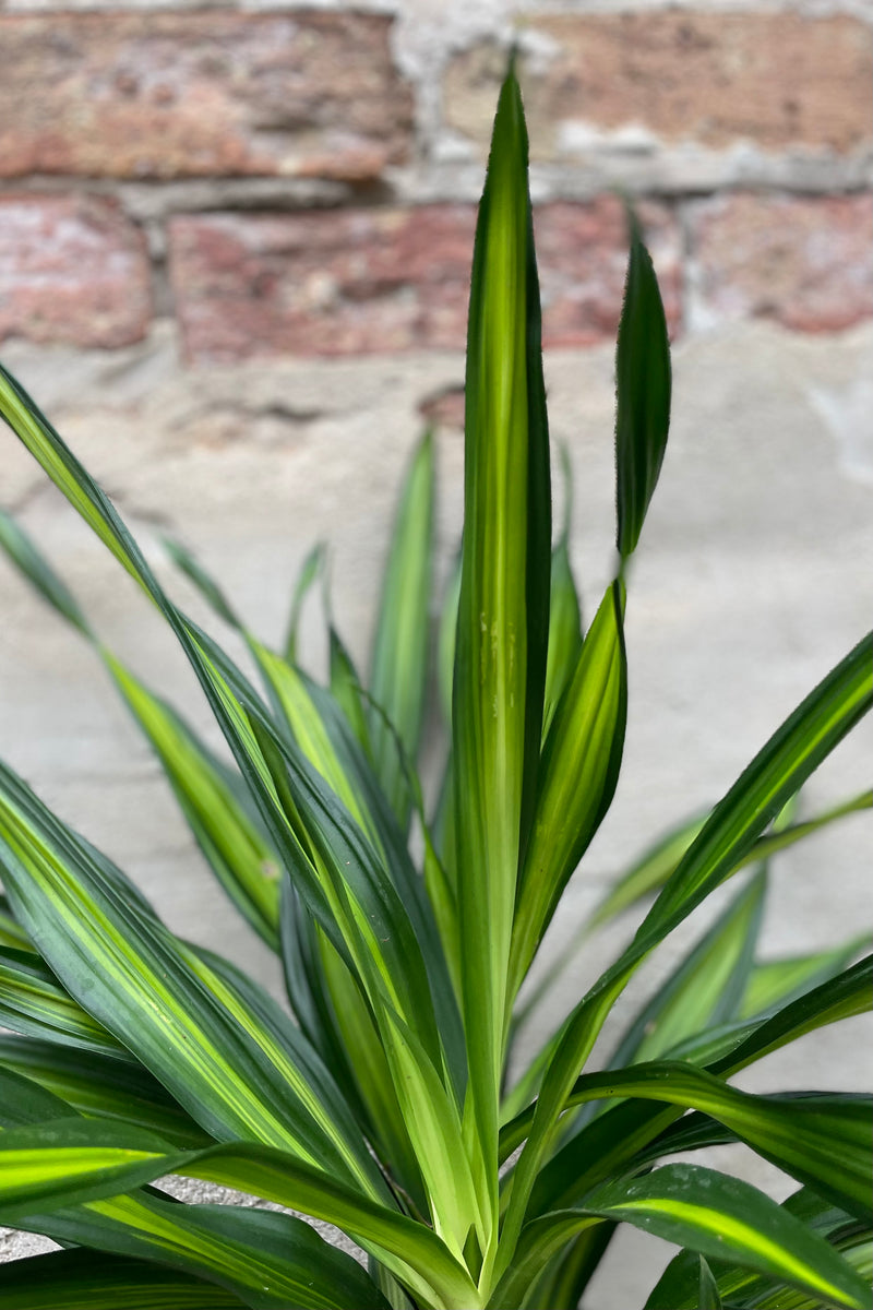 detail of Dracaena deremensis 'Rikki' 6" dark and bright variegated green leaves against a grey wall