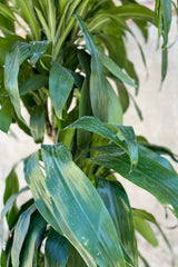 Close up of Dracaena 'Elegans' staggered cane foliage