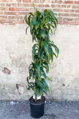 Dracaena 'Elegans' 12" staggered cane in front of concrete wall