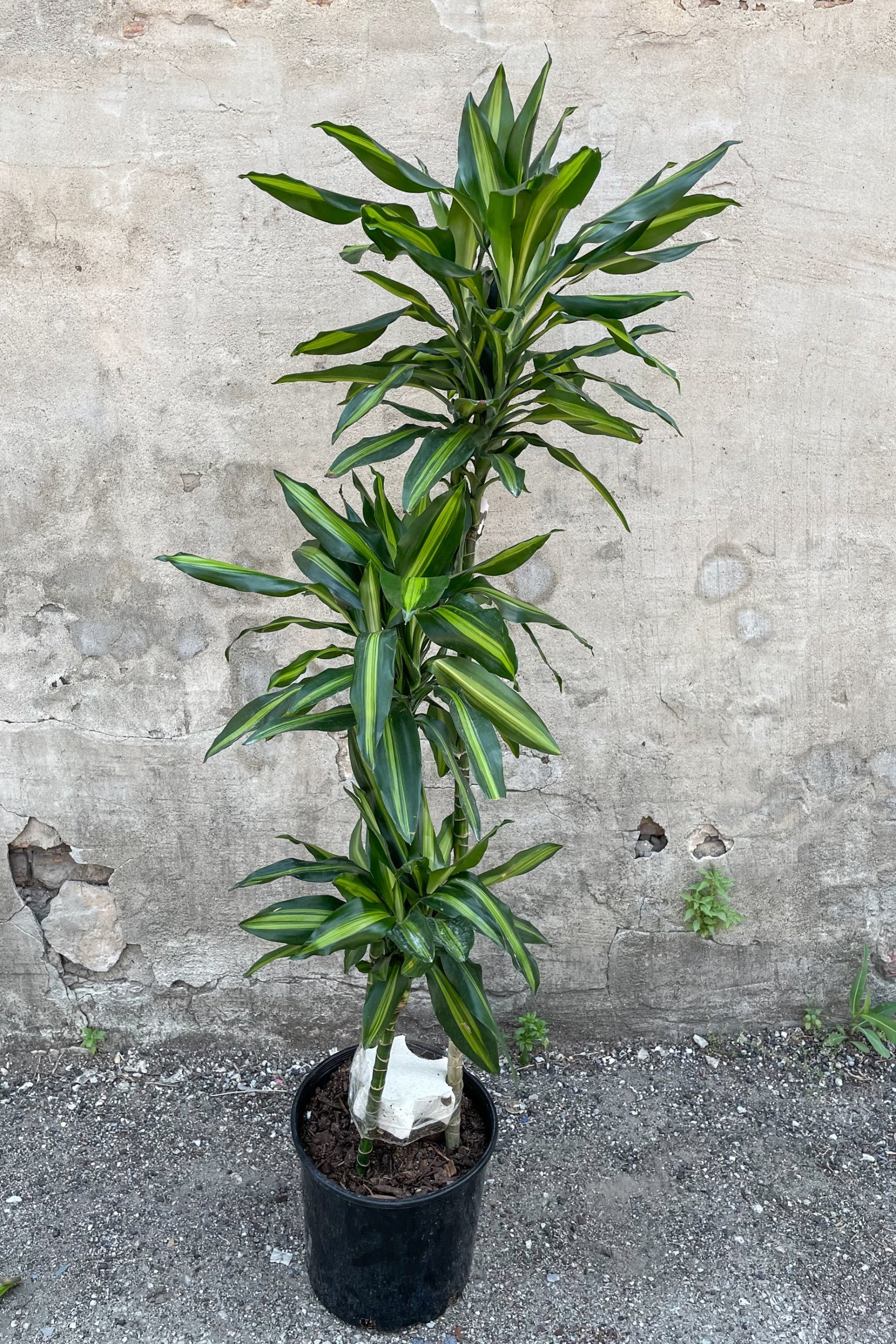 Dracaena fragrans 'Cintho' staggared cane in front of concrete wall ©Sprout Home