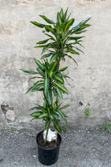 Dracaena fragrans 'Cintho' staggared cane in front of concrete wall