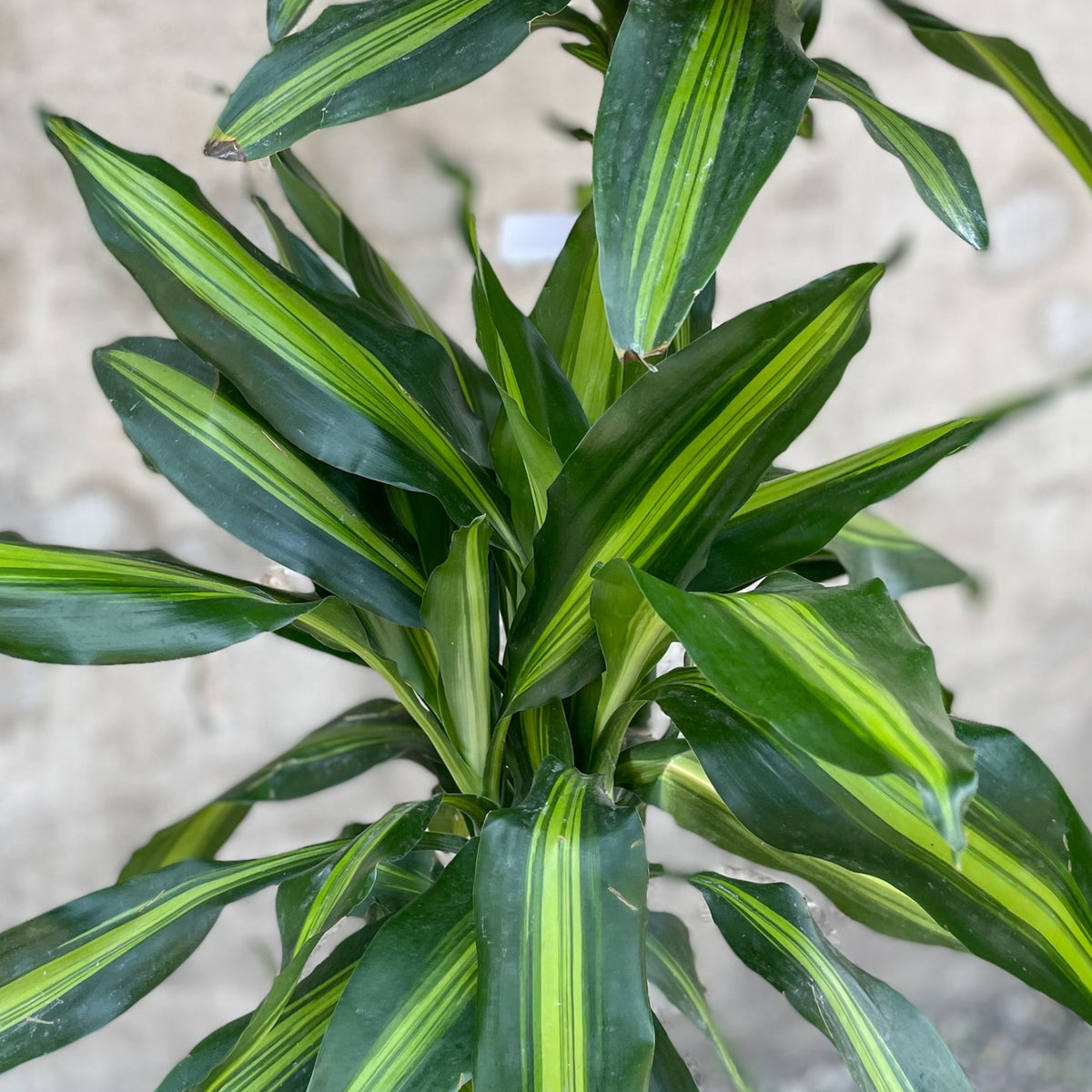 Dracaena 'Cintho' staggered cane 10