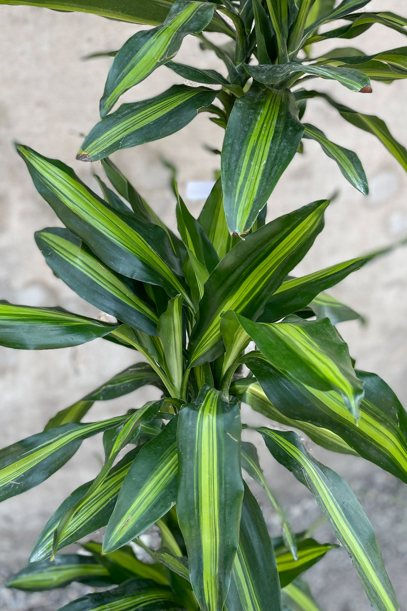 Close up of Dracaena fragrans 'Cintho' leaves