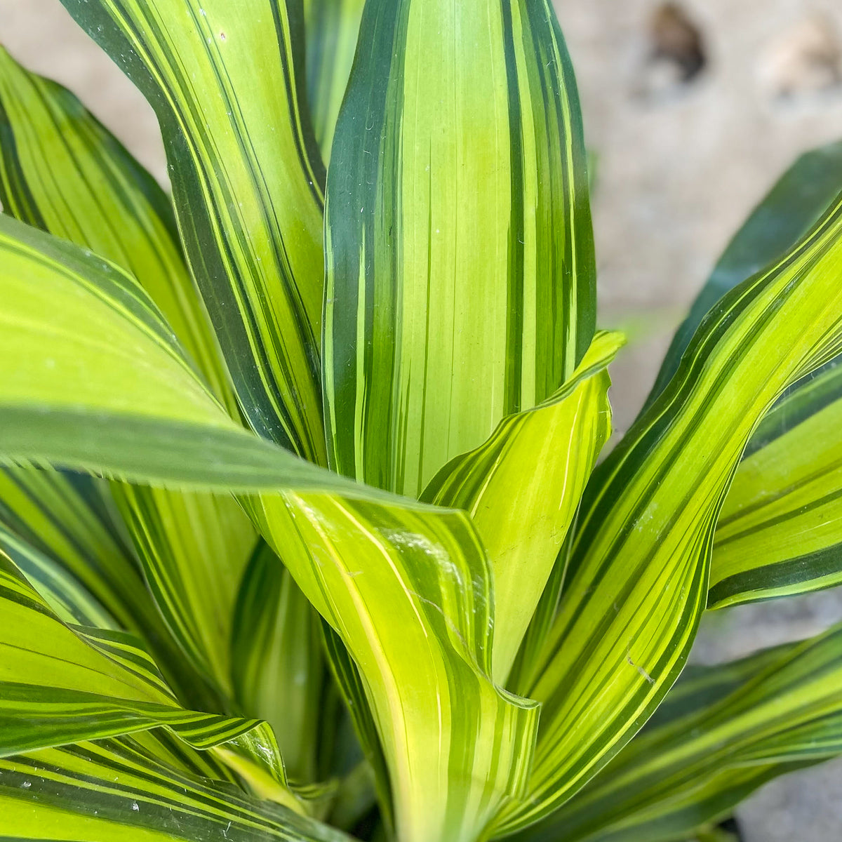 dracaena mass marley plant Dracaena fragrans 'Marley' 10" at SPROUT HOME