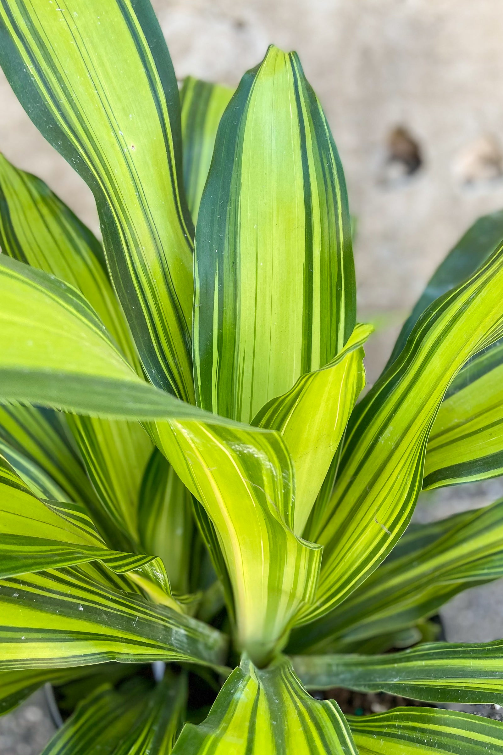 Close up of Dracaena fragrans 'Marley' foliage