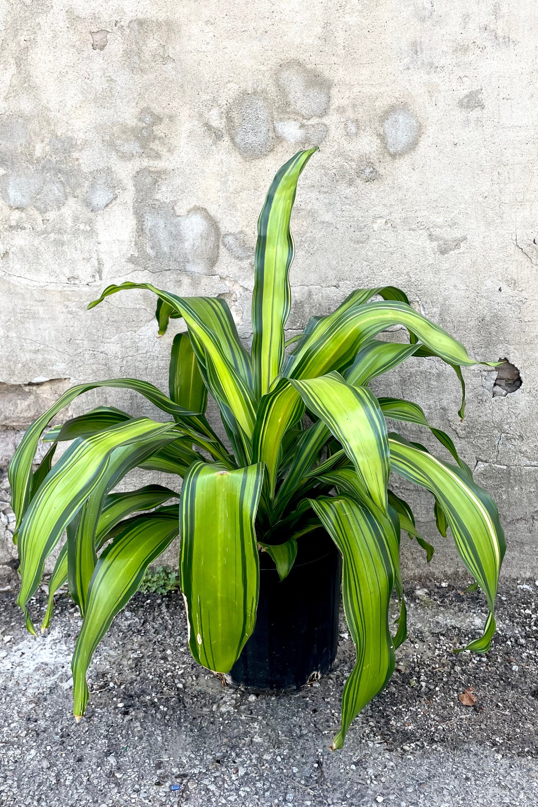 dracaena marley Dracaena fragrans 'Marley' 6