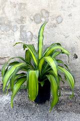 A frontal view of the 6" Dracaena fragrans 'Marley' in a grower pot against a concrete backdrop