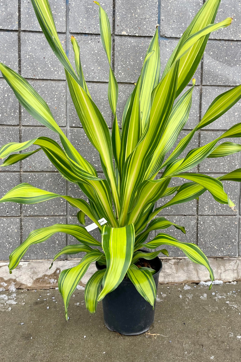 The Dracaena 'Giganta' 10" siits against a grey wall.