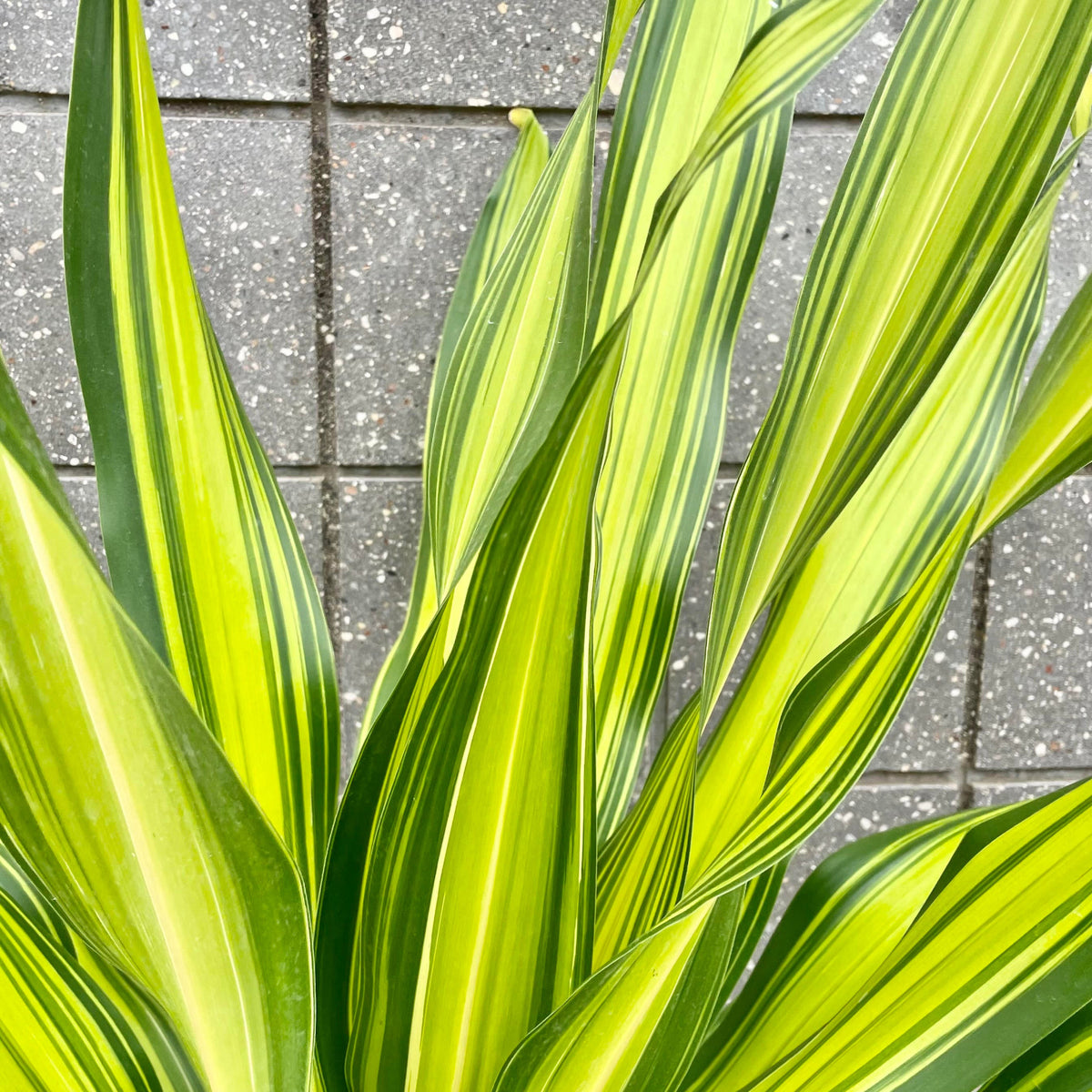 dracaena giganta plant Dracaena 'Giganta' 10"
