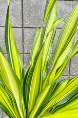 A detailed look at the foliage of the Dracaena 'Giganta" 10".