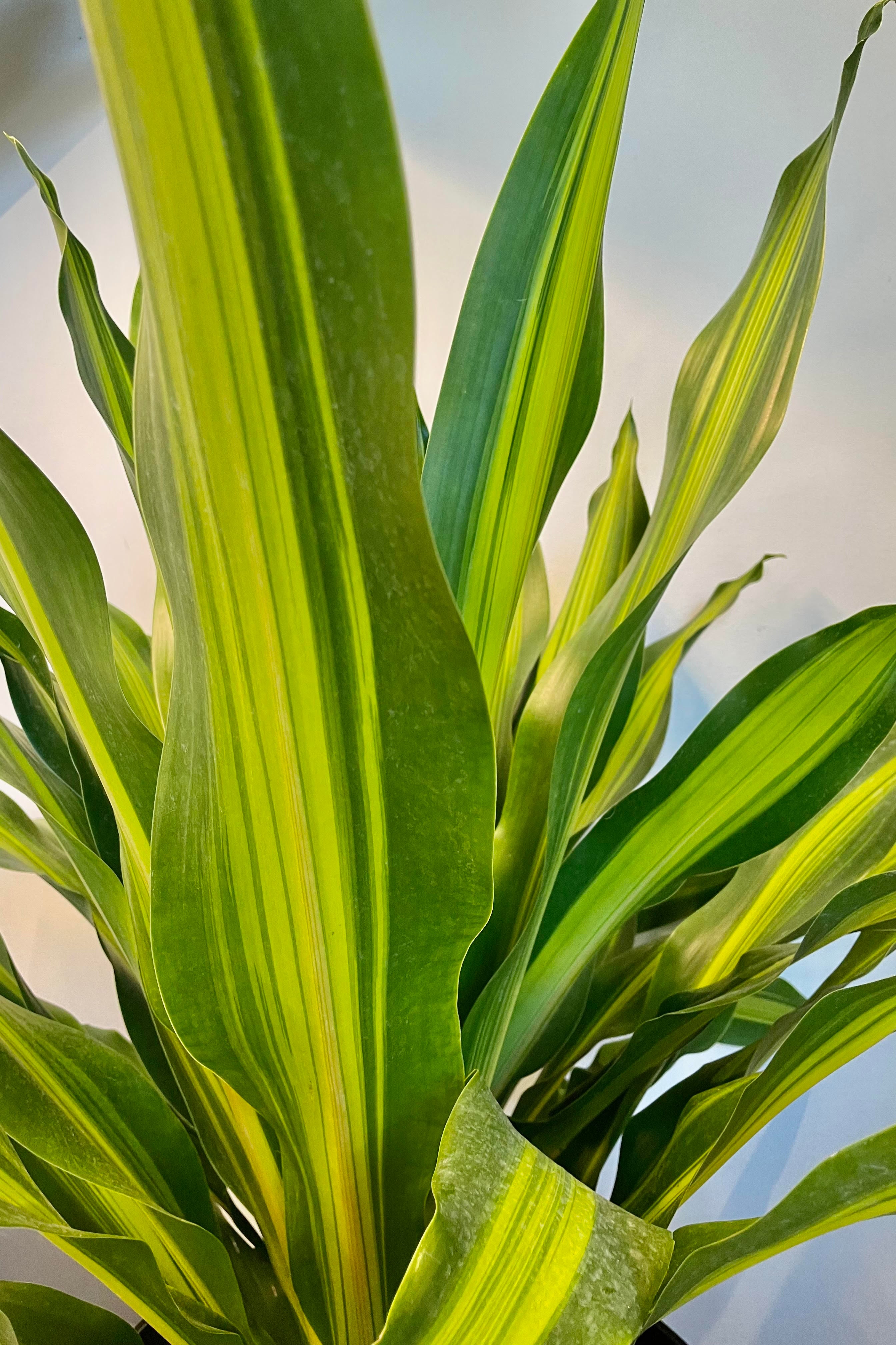 A detailed look at the Dracaena 'Ginganta' 14"