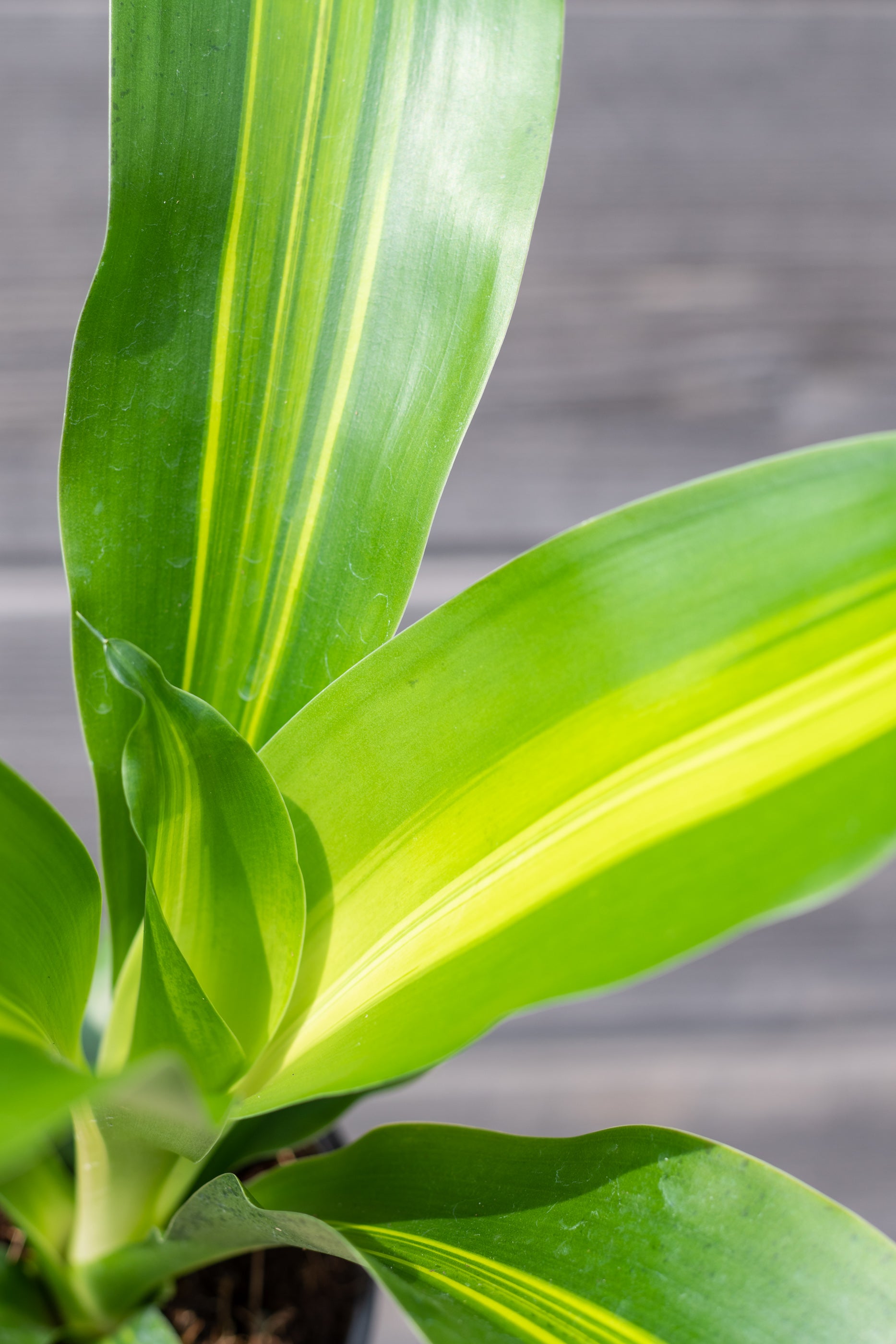 Dracaena 'Giganta' 4"