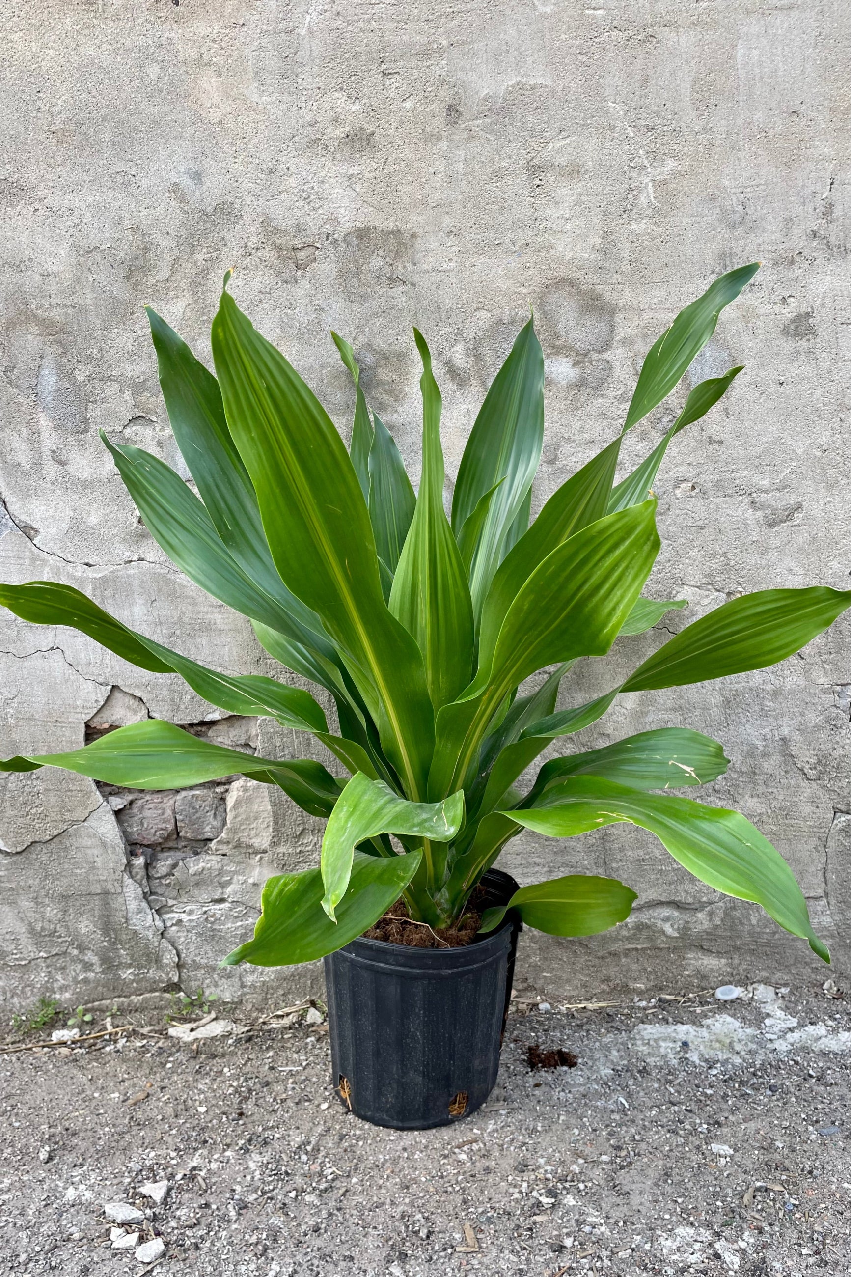 www.greenisall.com dracaena Dracaena Lisa™ — Green Acres Nursery & Supply