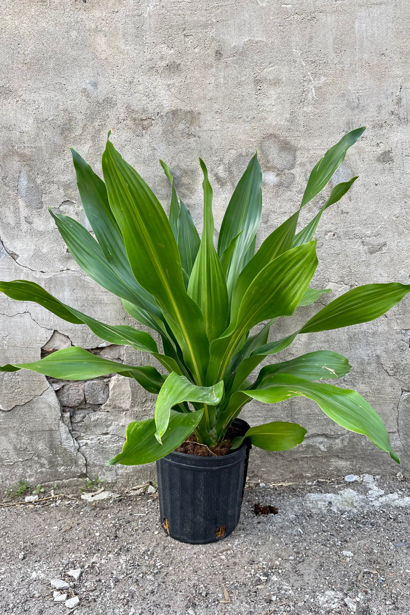 Detail of Dracaena 'Giganta, green form' 8" black growers pot with green leaves against a grey wall 