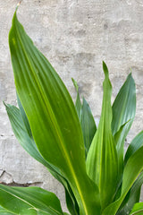 Detail of Dracaena 'Giganta, green form' 8" green leaves against a grey wall 