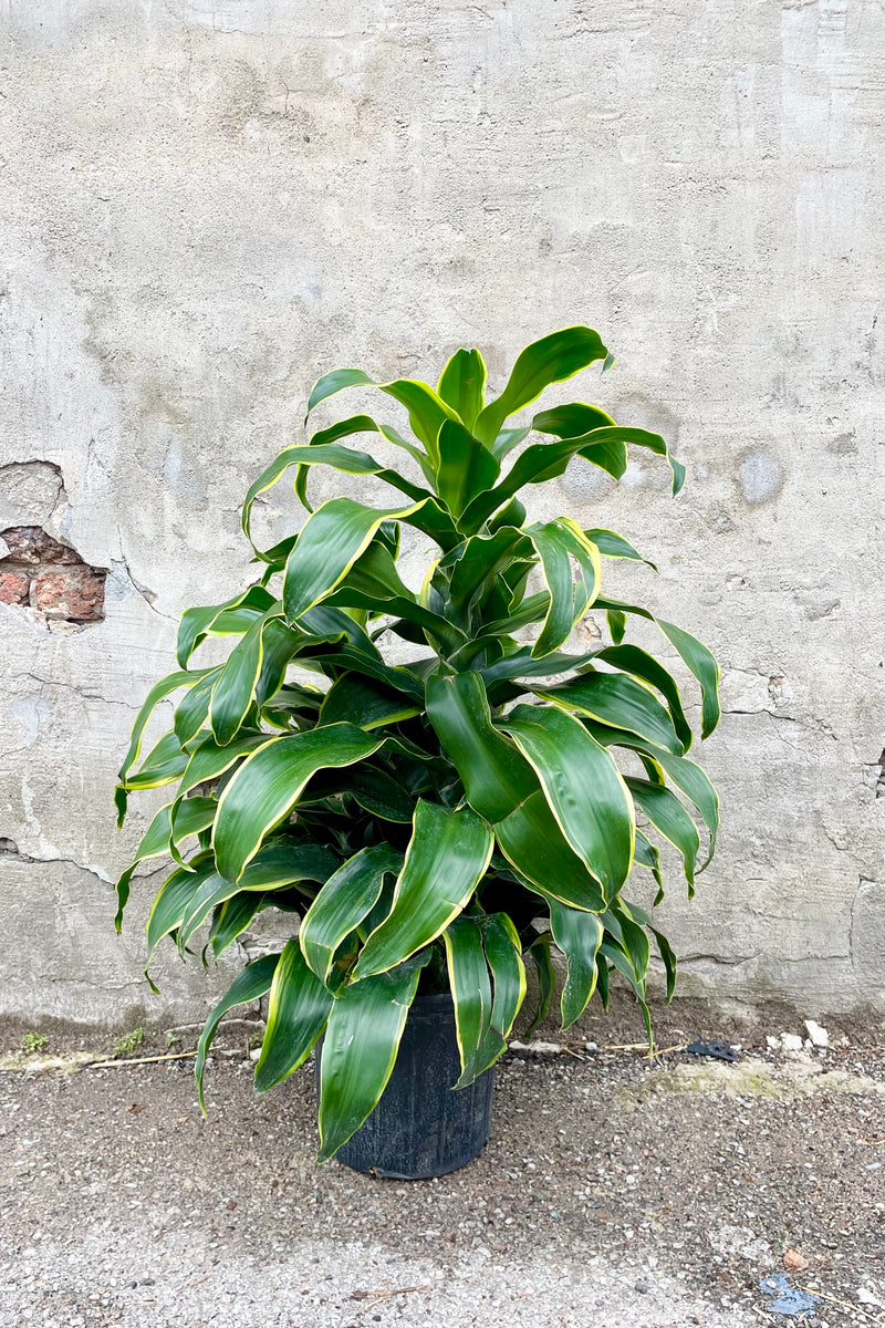 Dracaena 'Green Jewel' 10" black growers pot with variegated green and yellow leaves against a grey wall