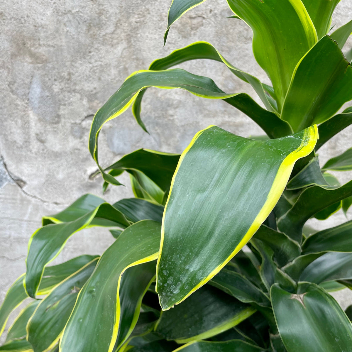 dracaena green jewel Dracaena 'Green Jewel' 10" at SPROUT HOME