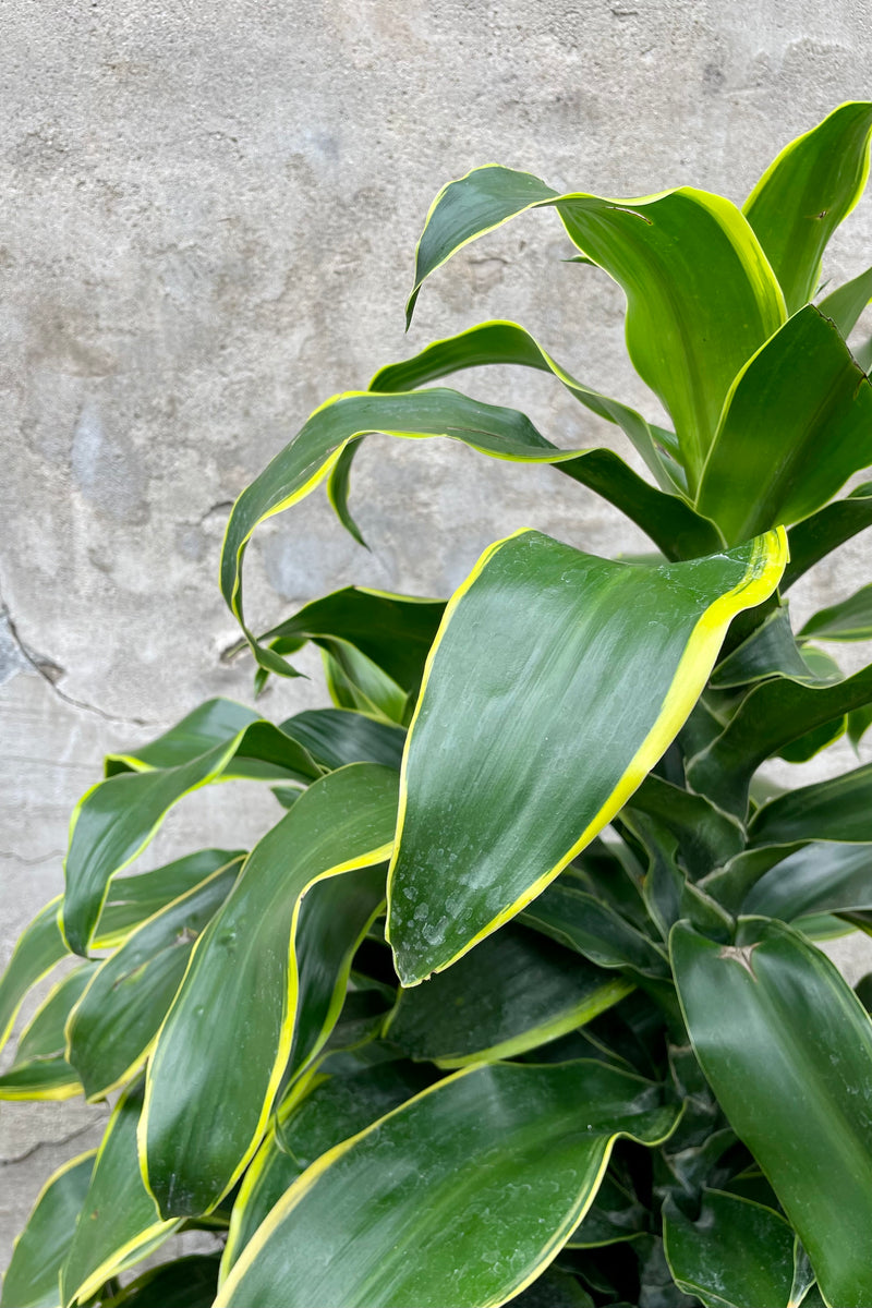 Dracaena 'Green Jewel' 10" detail of variegated green and yellow leaves against a grey wall  