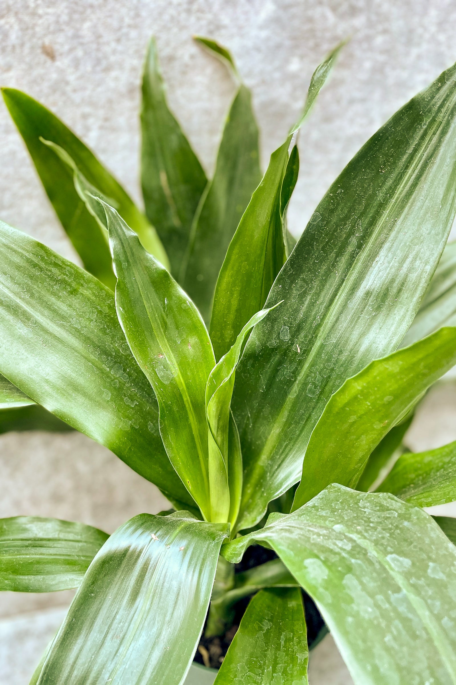 Close up of Dracaena 'Janet Craig'