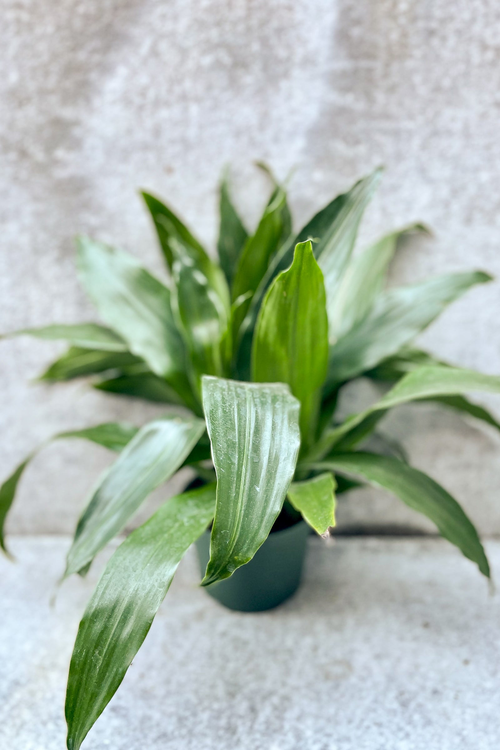 Dracaena 'Janet Craig' in front of grey background