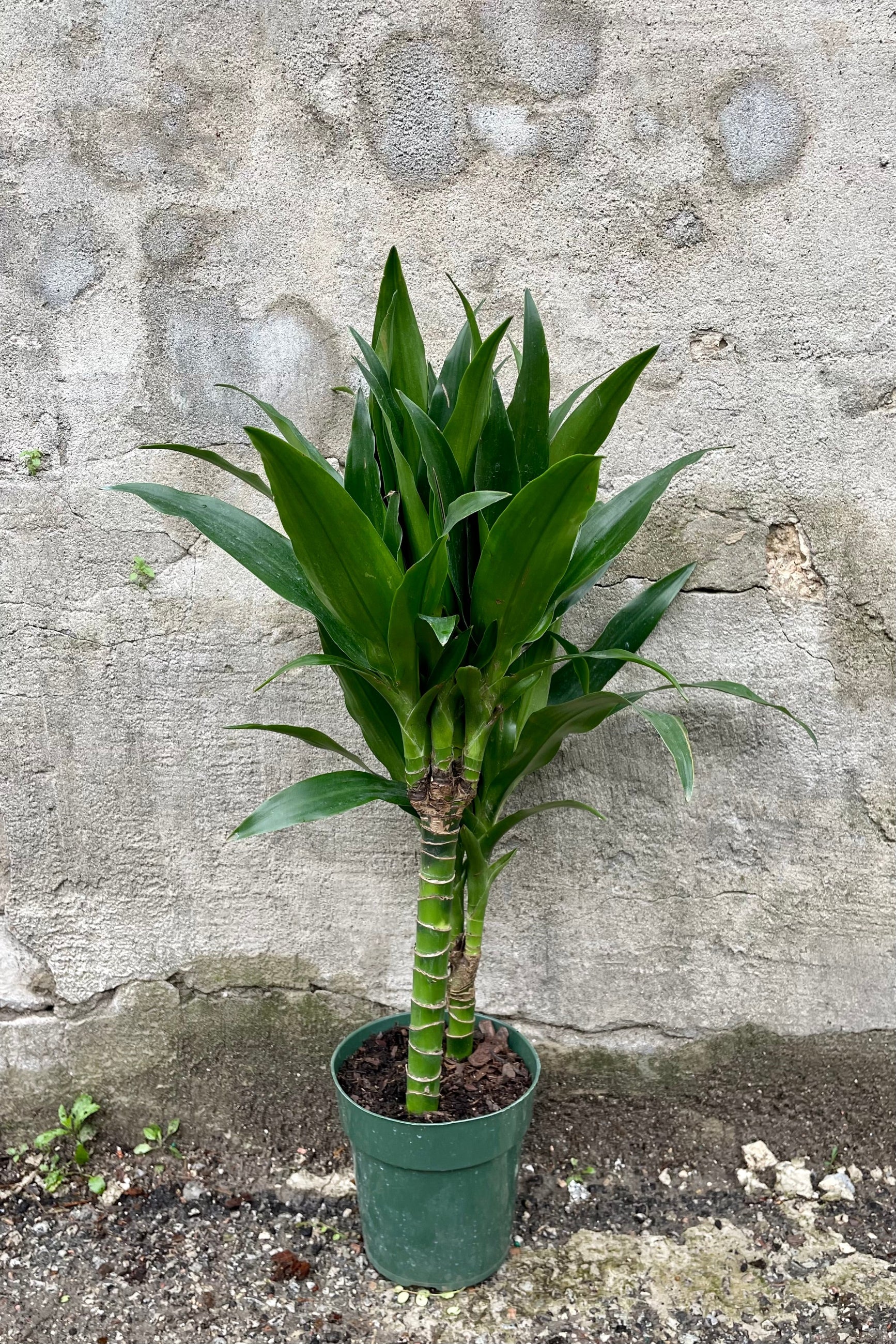 Dracaena 'Janet Craig' cane 6" against a grey wall ©Sprout Home