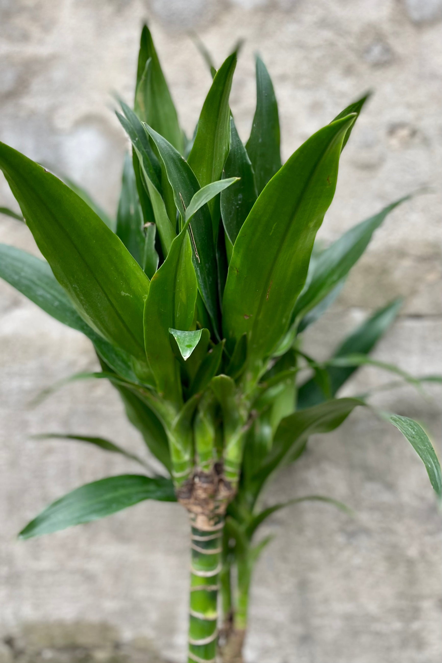 Dracaenadetail of  'Janet Craig' cane 6" against a grey wall ©Sprout Home