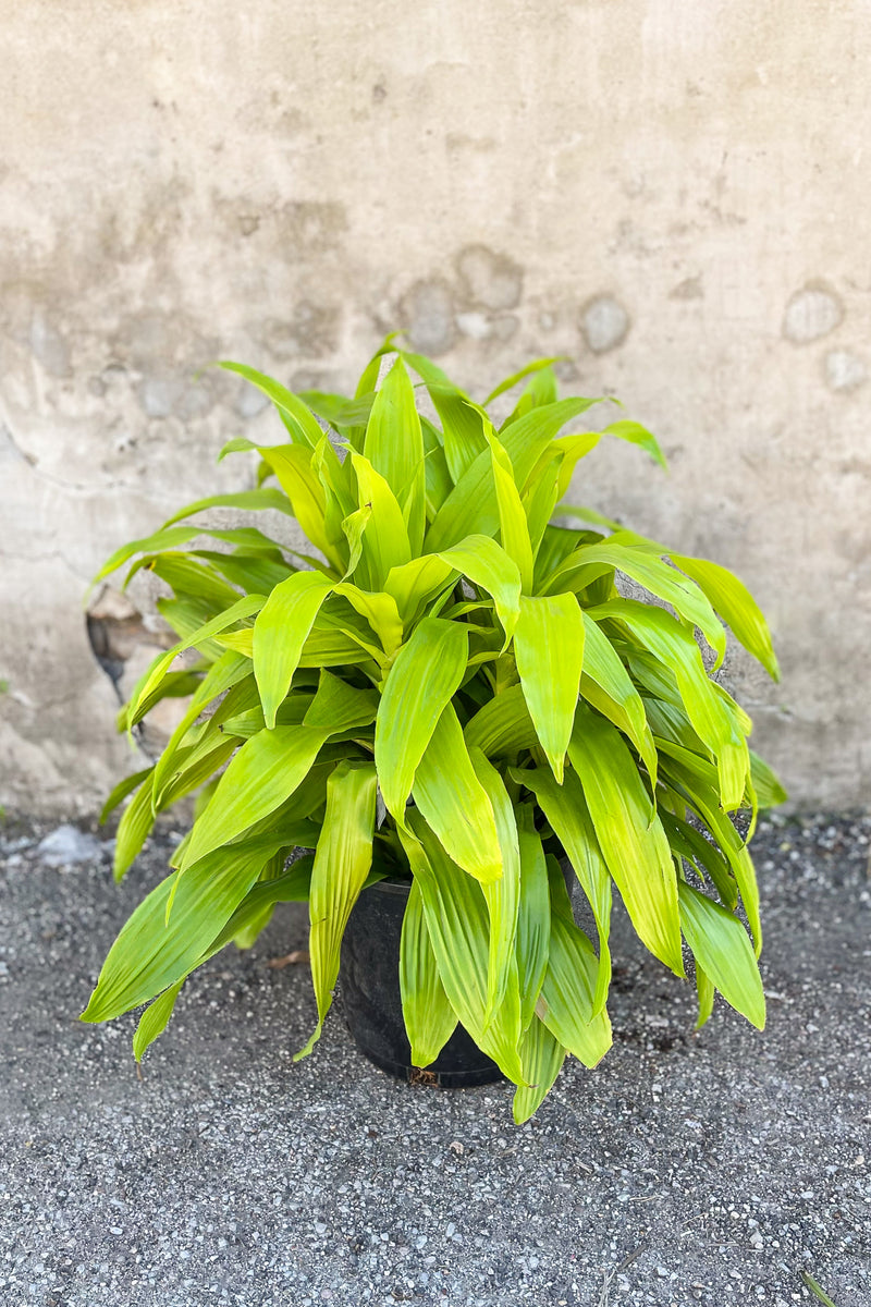 Dracaena fragrans 'Limelight' potted in front of concrete wall