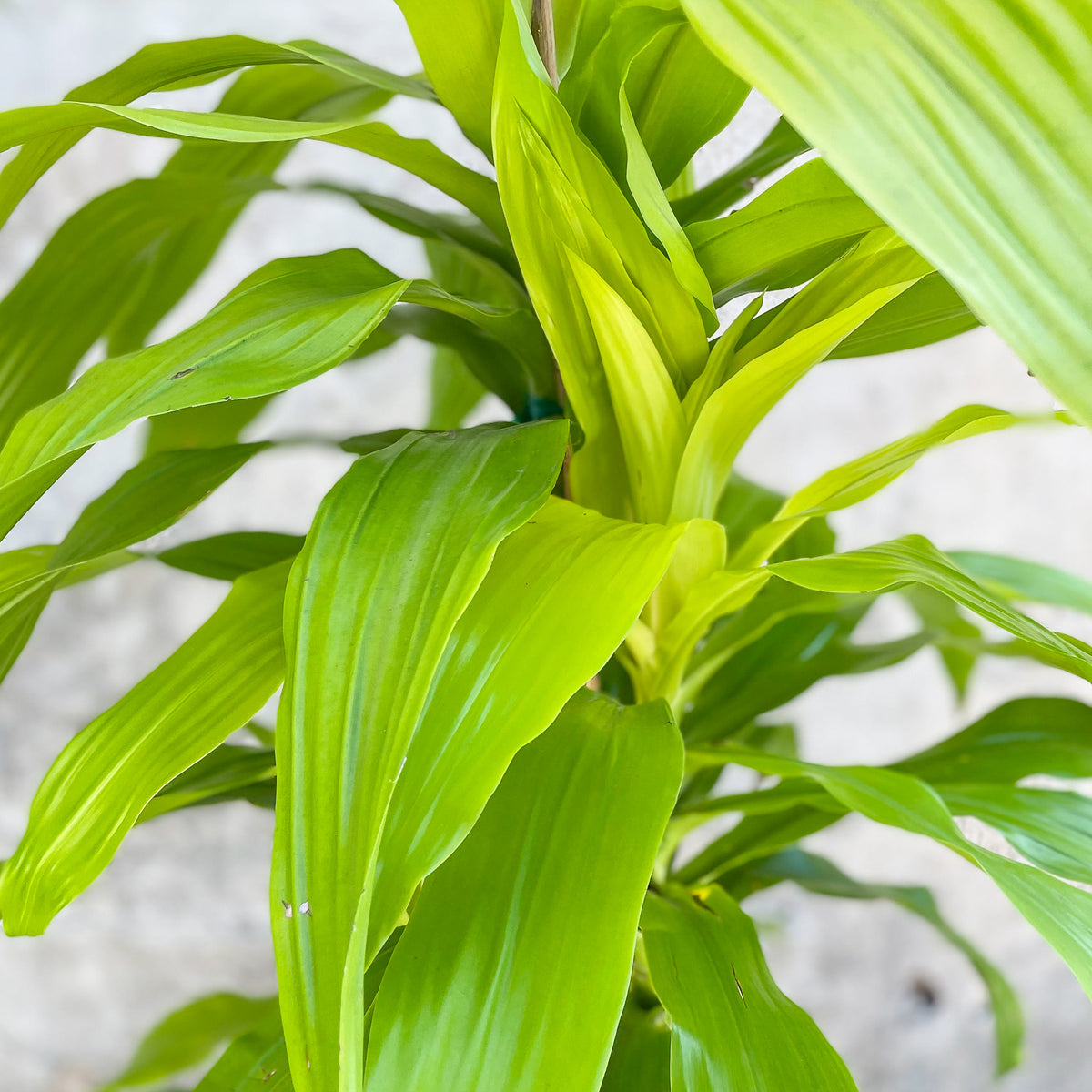 limelight dracaena propagation Dracaena fragrans 'Limelight' staggered cane 10" at SPROUT HOME