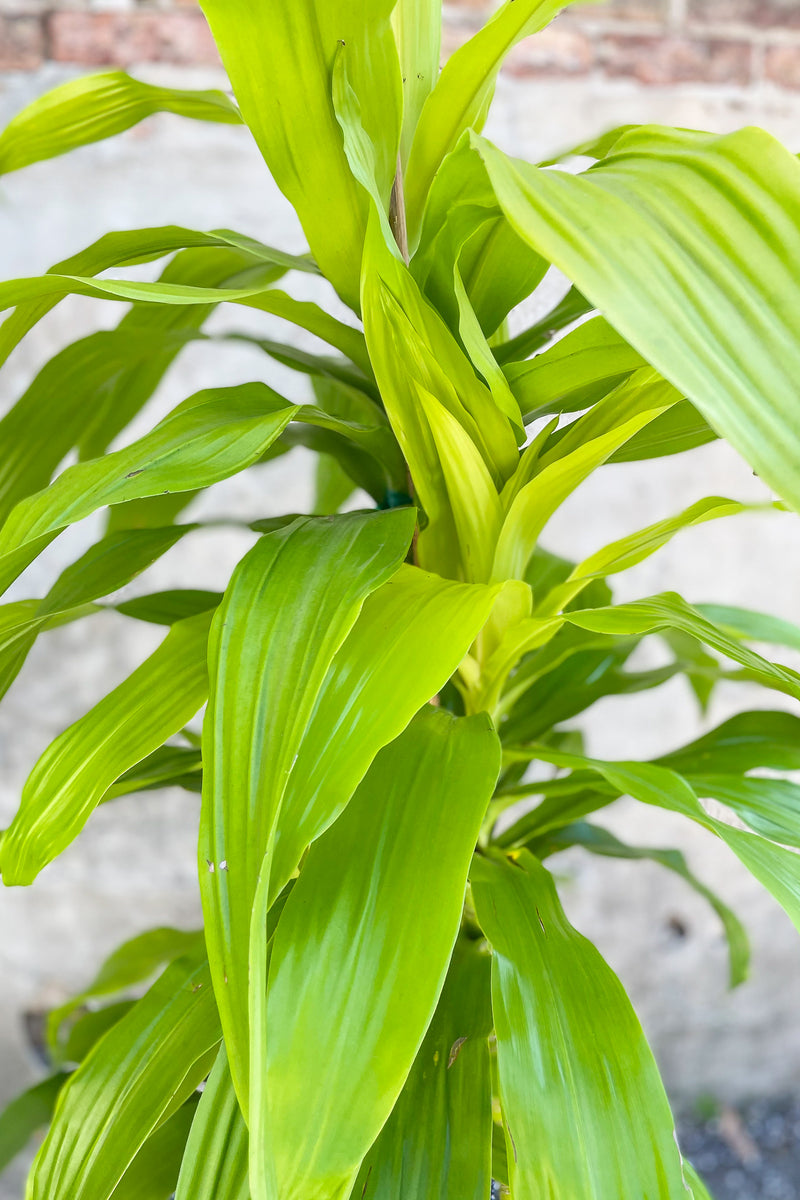 Close up of Dracaena fragrans 'Limelight' 10" staggered cane
