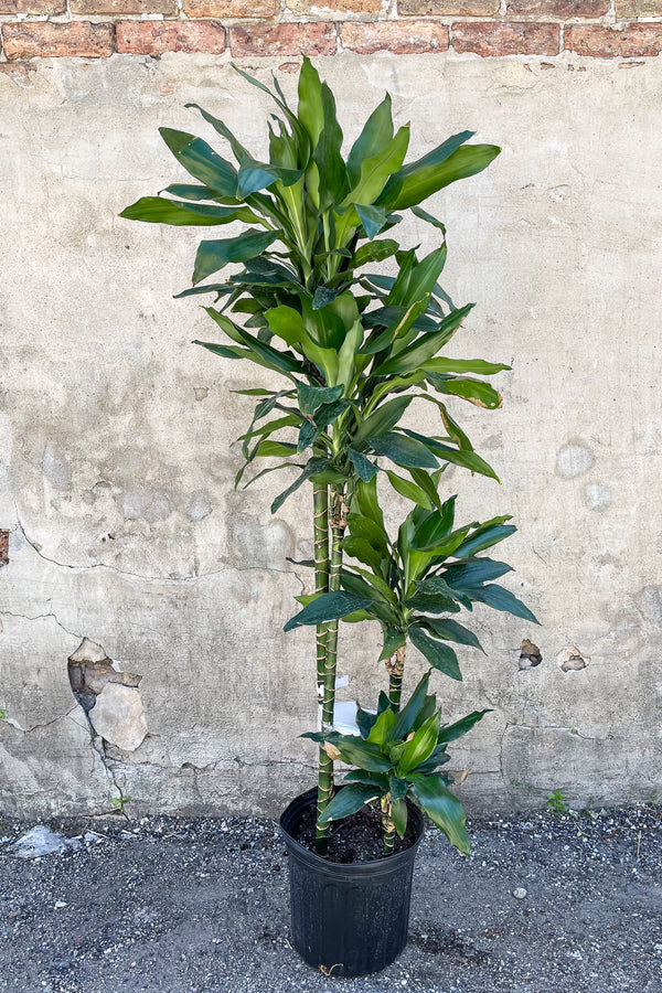 Dracaena lindenii canes potted in front of concrete wall