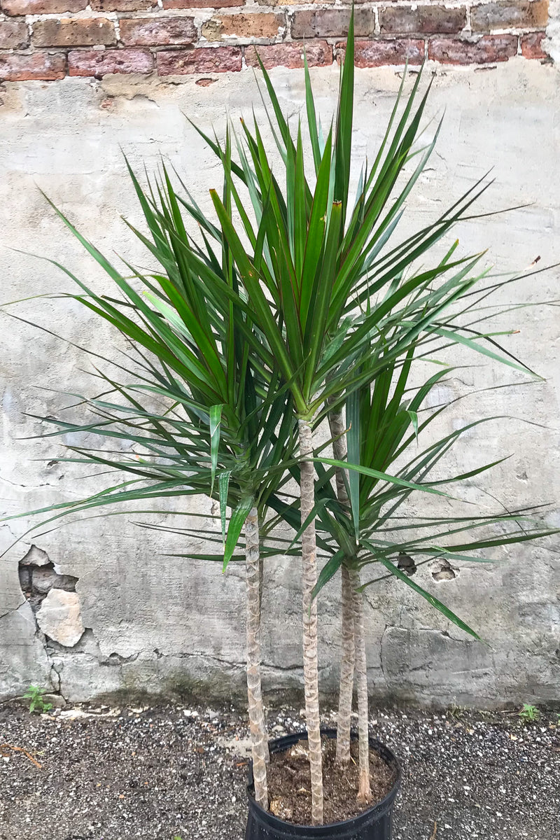 Dracaena marginata staggered cane in grow pot in front of grey concrete background