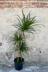 Dracaena marginata staggered cane 10" against a grey wall