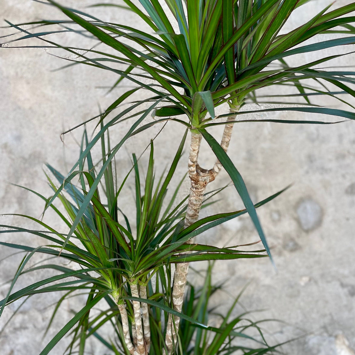 dracaena marginata multiplication Dracaena marginata staggered cane 10