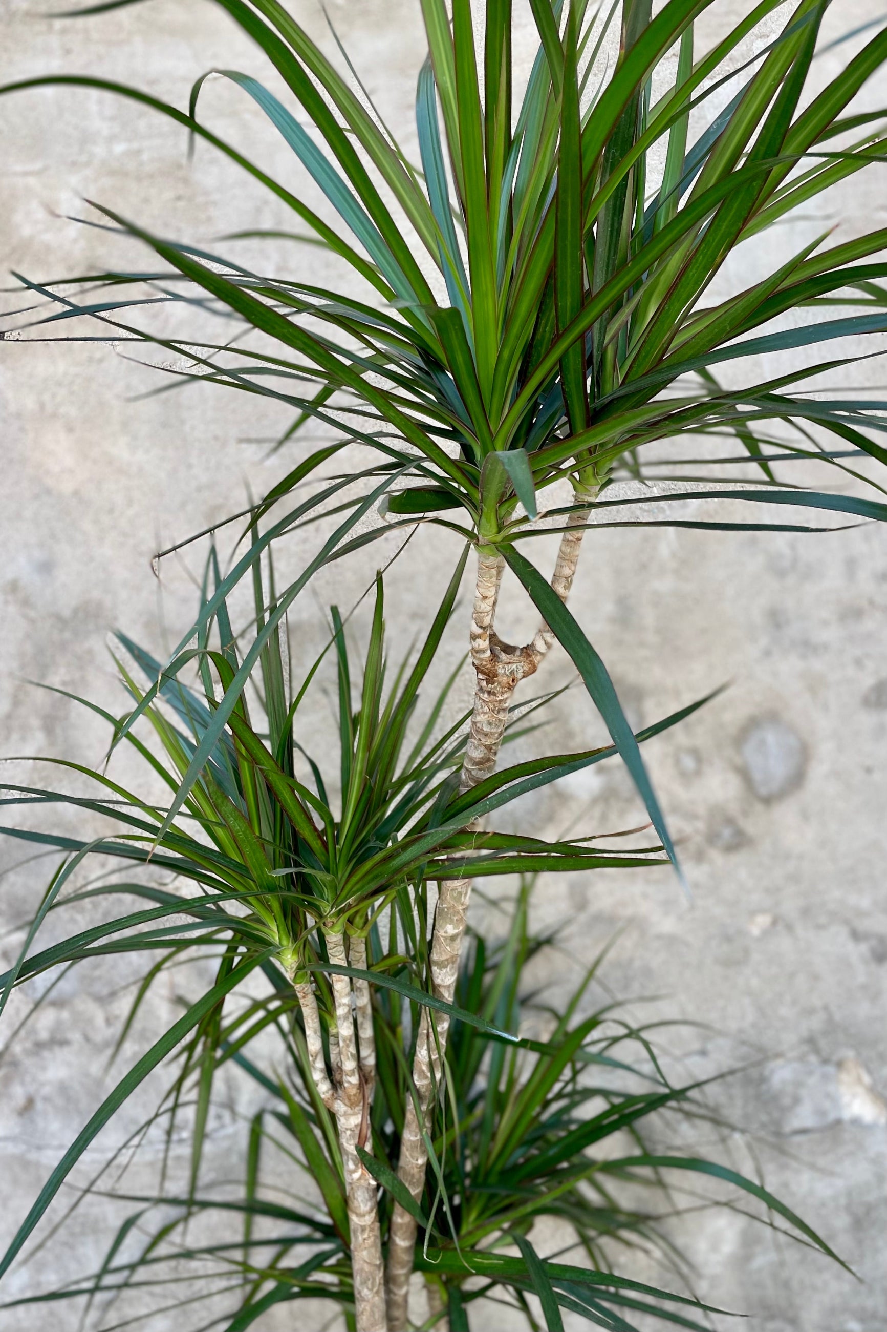 Detail of Dracaena marginata staggered cane 10" against a grey wall ©Sprout Home