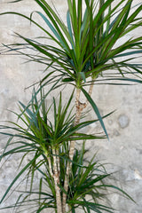 Detail of Dracaena marginata staggered cane 10" against a grey wall