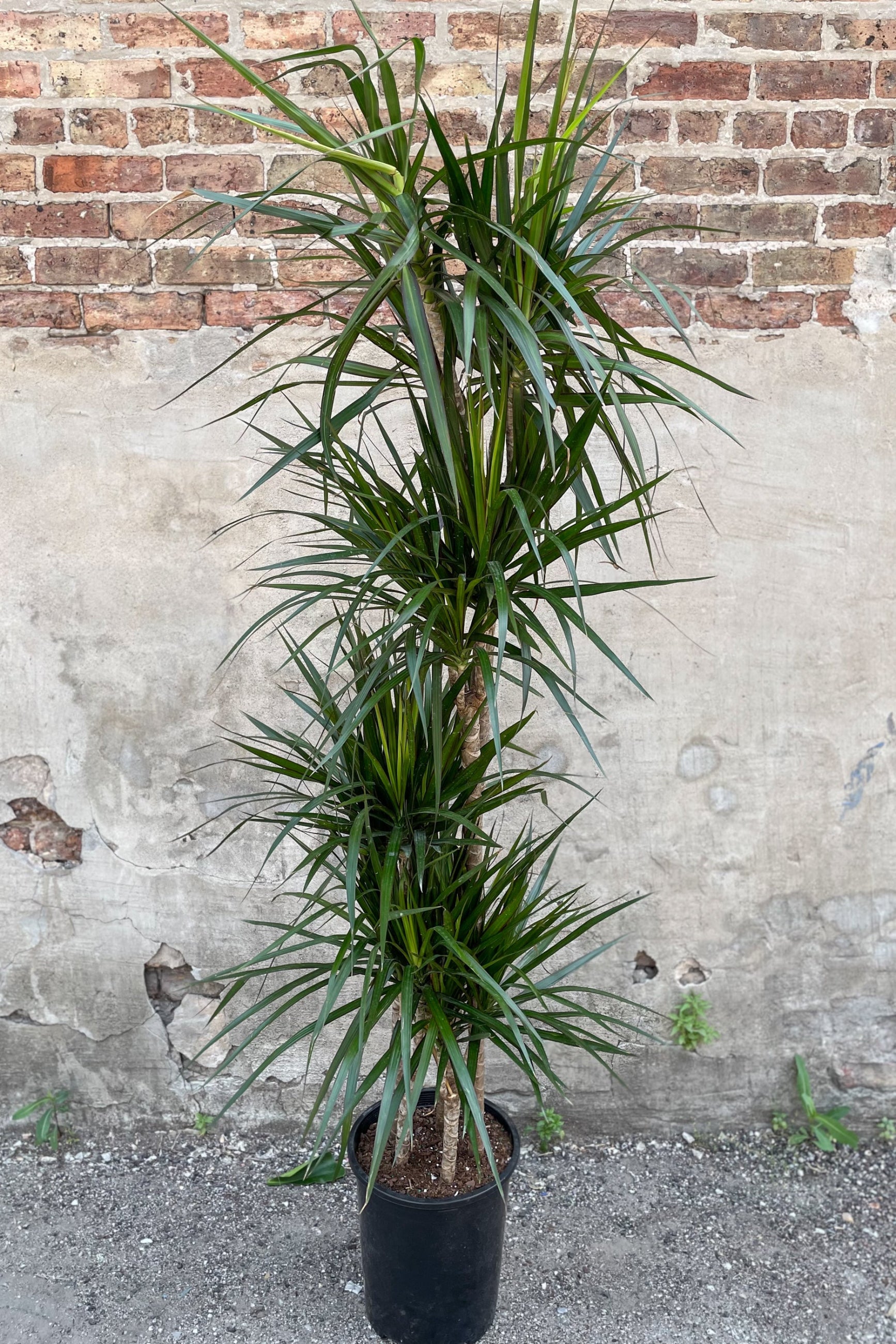 Dracaena marginata multi cane in front of concrete wall ©Sprout Home